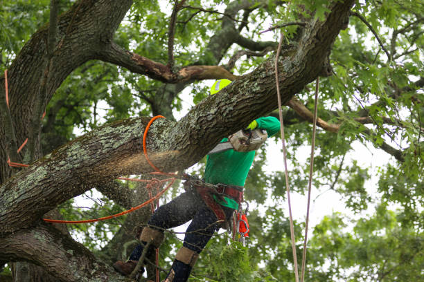 Best Tree and Shrub Care  in Newark, NJ