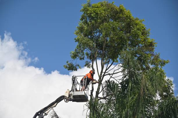 How Our Tree Care Process Works  in  Newark, NJ