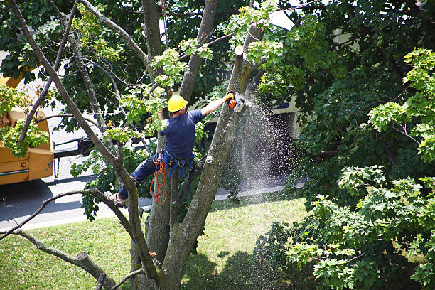 Lawn Watering Services